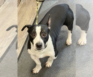 Mutt Dogs for adoption in Emmett, ID, USA