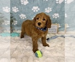 Small #5 Goldendoodle mix (+ Poodle Miniature)