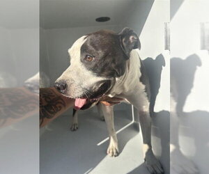 Mutt Dogs for adoption in Houston, TX, USA