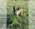 Small Photo #4 Belgian Malinois Puppy For Sale in BRYAN, TX, USA