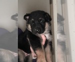 Small Photo #10 German Shepherd Dog Puppy For Sale in OAKDALE, MN, USA
