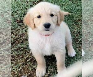 Golden Retriever Puppy for sale in ANAHEIM, CA, USA