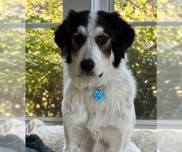 Medium Photo #5 English Setter-Unknown Mix Puppy For Sale in Enfield, CT, USA