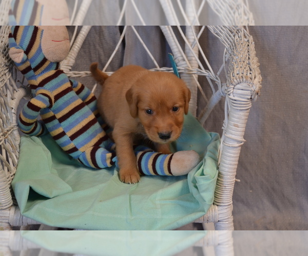 Medium Photo #1 Golden Retriever Puppy For Sale in OWEN, WI, USA