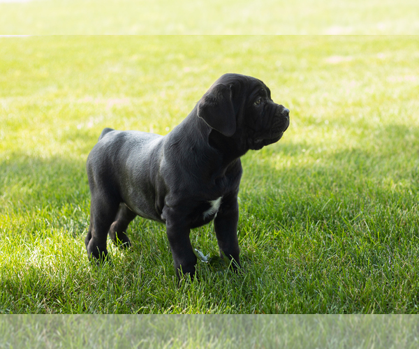 Medium Photo #2 Cane Corso Puppy For Sale in WAKARUSA, IN, USA