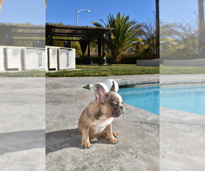 French Bulldog Puppy for sale in LAS VEGAS, NV, USA