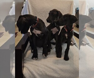 Great Dane Puppy for sale in PHOENIX, AZ, USA