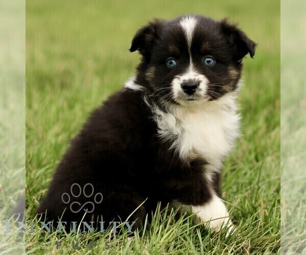 Medium Photo #4 Australian Shepherd Puppy For Sale in NEW PROVIDENCE, PA, USA