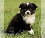 Small #3 Australian Shepherd