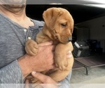 Small Photo #32 Labrador Retriever Puppy For Sale in BLUFF DALE, TX, USA