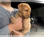 Small #31 Labrador Retriever