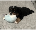 Small Photo #28 Miniature Australian Shepherd Puppy For Sale in QUINCY, CA, USA