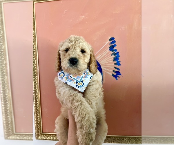 Medium Photo #4 Goldendoodle Puppy For Sale in SAN FRANCISCO, CA, USA