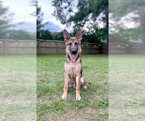 Father of the German Shepherd Dog puppies born on 05/05/2025
