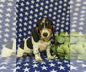 Dachshund Dog for Adoption in LEOLA, Pennsylvania USA