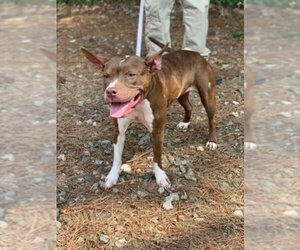 Holly *Adopt or Foster* - Female Mutt Dog for Adoption - Photo #6