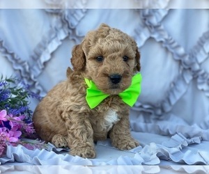 Goldendoodle Puppy for sale in LANCASTER, PA, USA