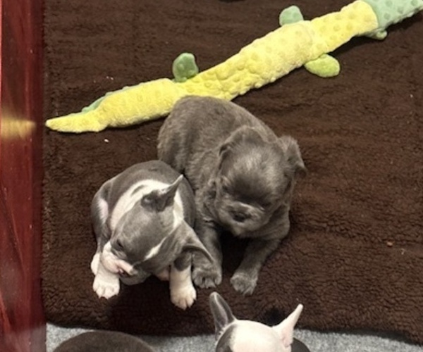 Medium Photo #4 French Bulldog Puppy For Sale in HELENA, MT, USA