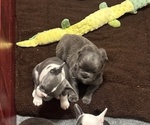 Small #2 French Bulldog
