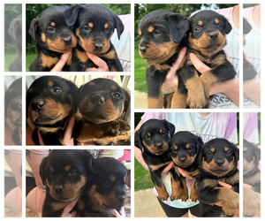 Rottweiler Puppy for Sale in LAKE CORMORANT, Mississippi USA