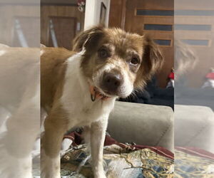 Medium Border Collie Mix