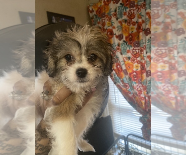 Medium Photo #1 Poochon-Shih Tzu Mix Puppy For Sale in COLLINGDALE, PA, USA
