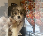 Small Photo #1 Poochon-Shih Tzu Mix Puppy For Sale in COLLINGDALE, PA, USA