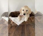 Small Photo #1 Golden Retriever Puppy For Sale in BELLEVUE, WA, USA