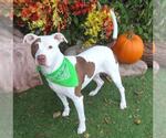 Small #1 American Pit Bull Terrier Mix