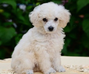 Poodle (Toy) Puppy for sale in ORANGE, TX, USA