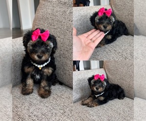 YorkiePoo Puppy for sale in BELDING, MI, USA