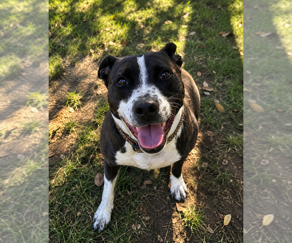 Medium Photo #5 Mutt Puppy For Sale in Mooresville, NC, USA