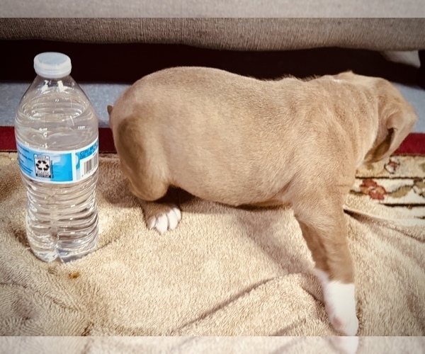 Medium Photo #6 American Bully Puppy For Sale in GROVE CITY, MN, USA