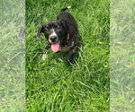 Small Photo #6 Labbe Puppy For Sale in Osgood, IN, USA
