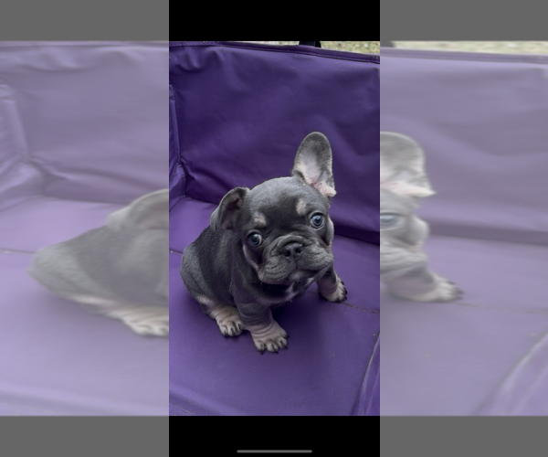 Medium Photo #3 French Bulldog Puppy For Sale in HANCEVILLE, AL, USA