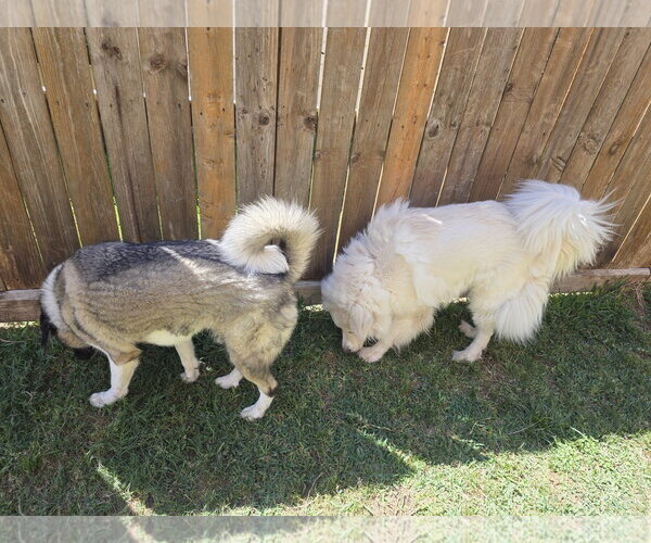 Medium Photo #3 Chow Chow-Great Pyrenees Mix Puppy For Sale in Houston, TX, USA