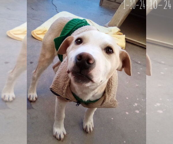 Medium Photo #23 Labrador Retriever-Unknown Mix Puppy For Sale in Apple Valley, CA, USA