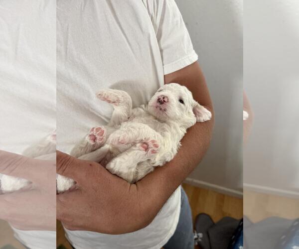 Medium Photo #3 Poodle (Standard) Puppy For Sale in Rancho Cordova, CA, USA