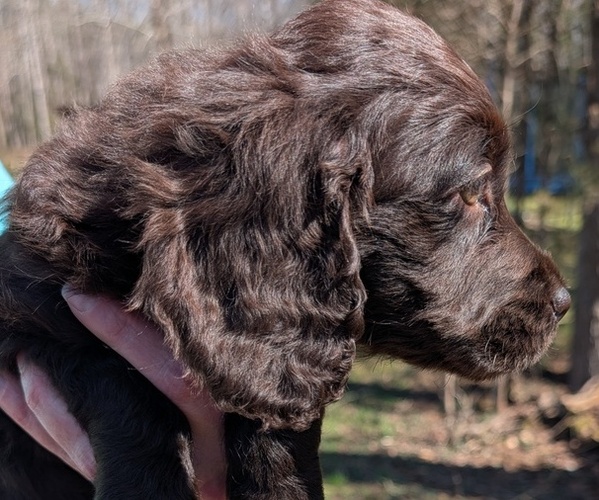 Medium Photo #8 Boykin Spaniel-Goldendoodle Mix Puppy For Sale in MORGANTON, NC, USA