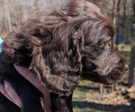 Small #7 Boykin Spaniel-Goldendoodle Mix
