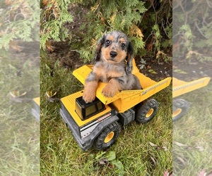 Dachshund Puppy for sale in MIDDLEBURY, IN, USA