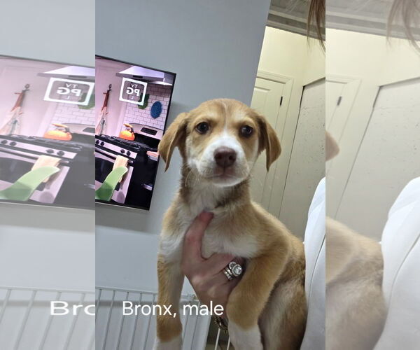 Medium Photo #3 Mutt Puppy For Sale in Ball Ground, GA, USA