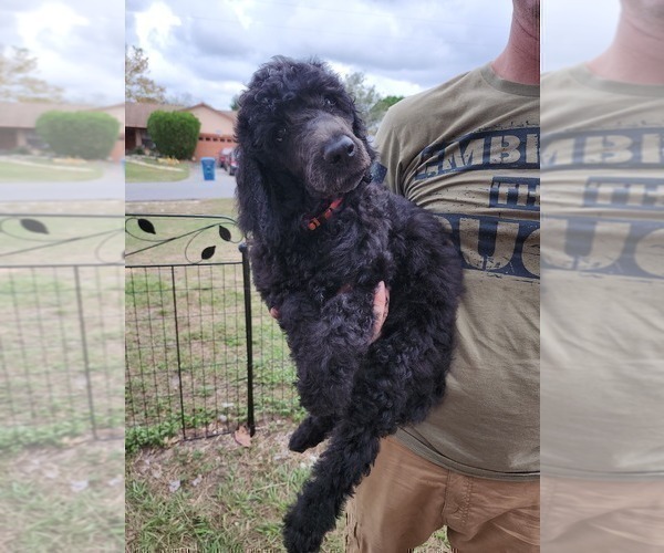 Medium Photo #8 Poodle (Standard) Puppy For Sale in SPRING HILL, FL, USA