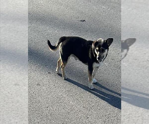 Medium Photo #1 Mutt Puppy For Sale in San Antonio, TX, USA