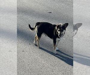 Mutt Dogs for adoption in San Antonio, TX, USA