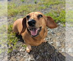 Small #3 Dachshund