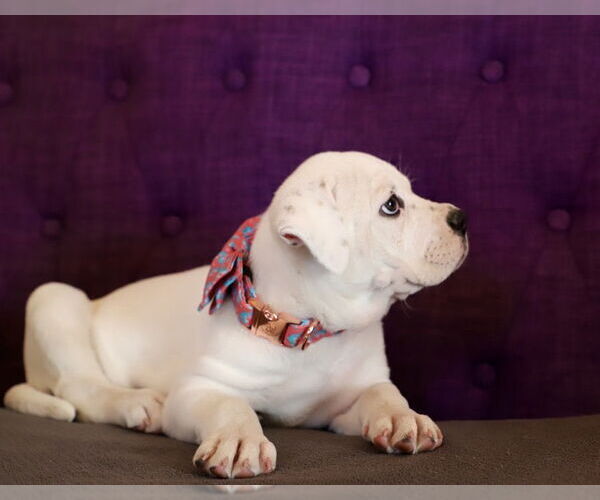 Medium Photo #3 Bulloxer Puppy For Sale in Rockaway, NJ, USA