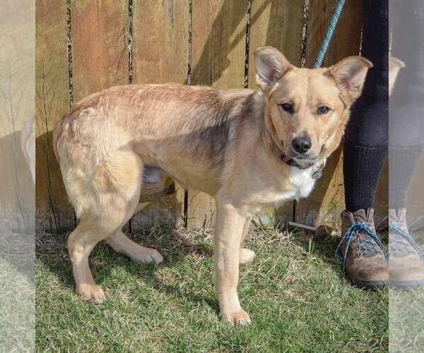 Medium Photo #4 Collie-German Shorthaired Pointer Mix Puppy For Sale in Huntley, IL, USA