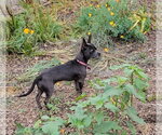 Small #4 French Bulldog Mix