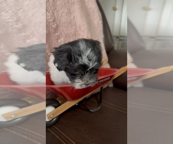 Medium Photo #5 Havanese Puppy For Sale in SATSUMA, FL, USA